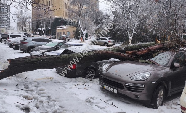 В Одессе дерево раздавило дорогущий Porsche