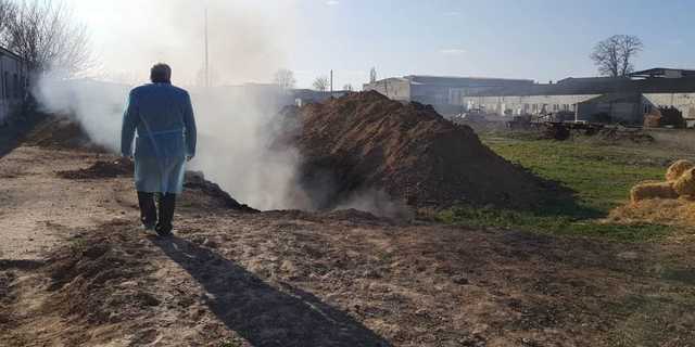 Нижегородскую область накрыла африканская чума свиней