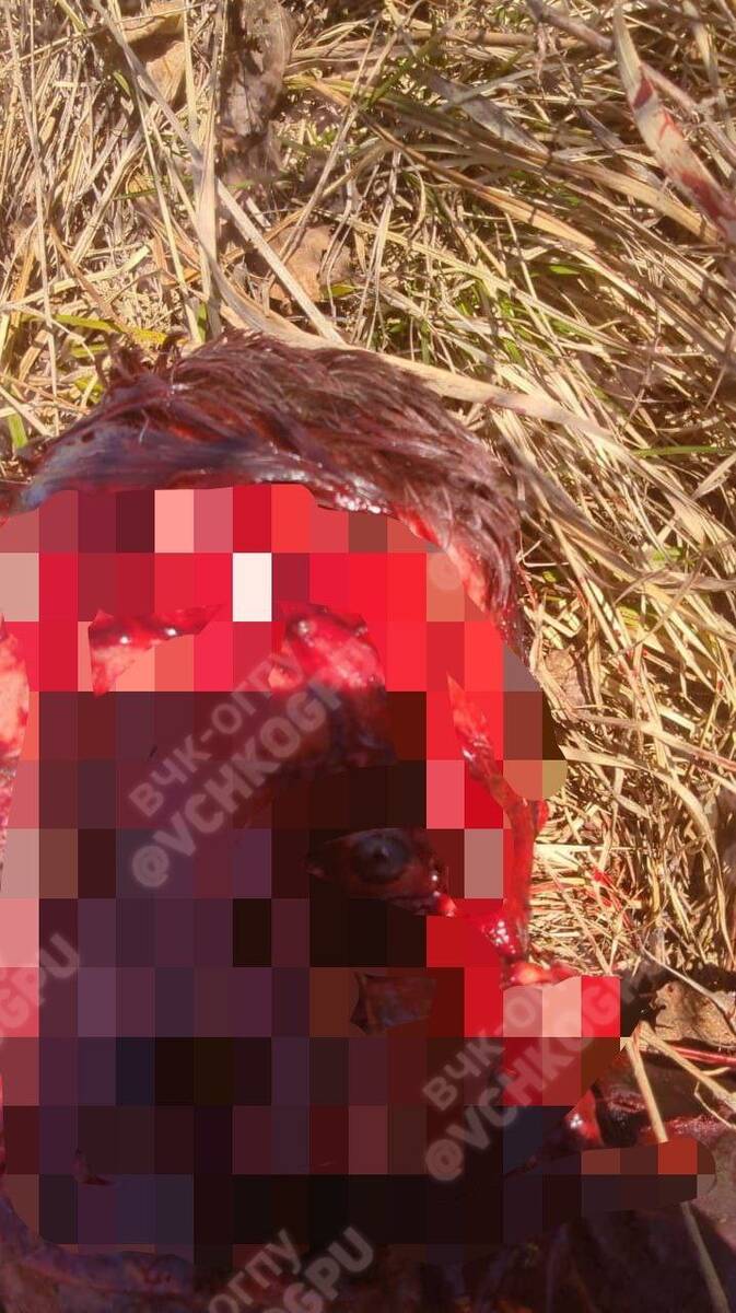 В Подмосковье медведь атаковал полицейского, который сумел выжить, притворившись мертвым udidztixriqeekmp
